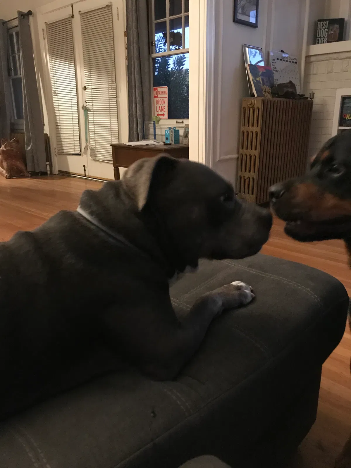 Lost dog in Salinas, CA, 93901