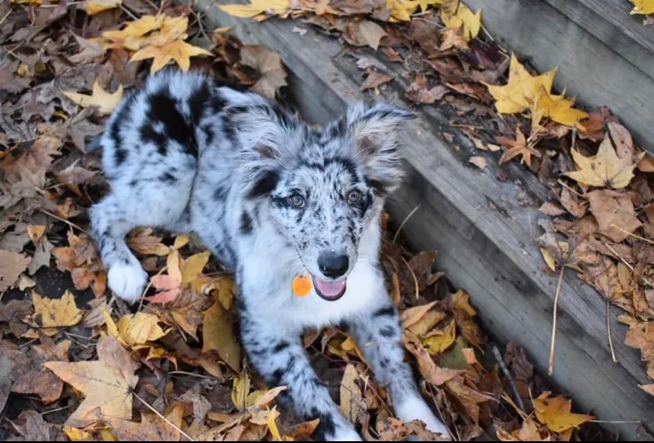 Lost dog in Buhl, AL, 35446