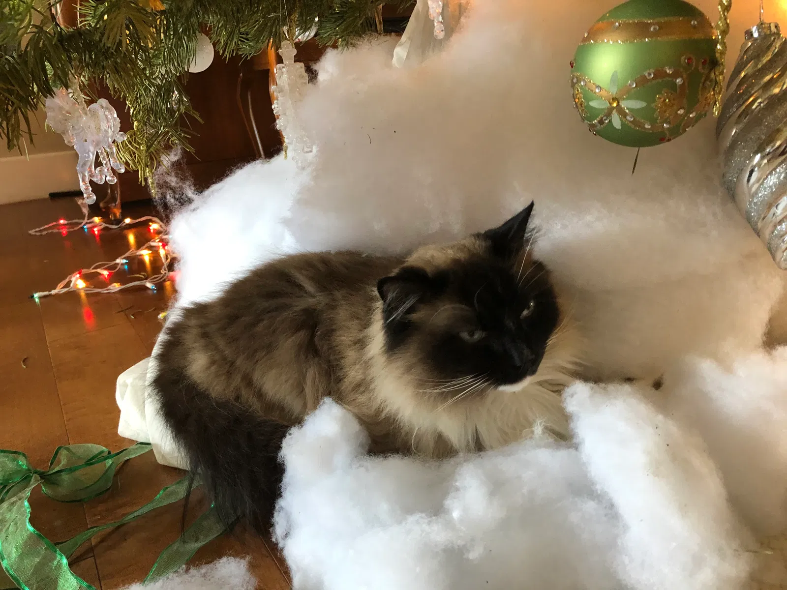 Lost cat in Carmichael, CA, 95608