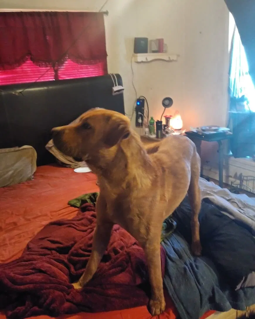 Lost dog in Franklin, GA, 30217