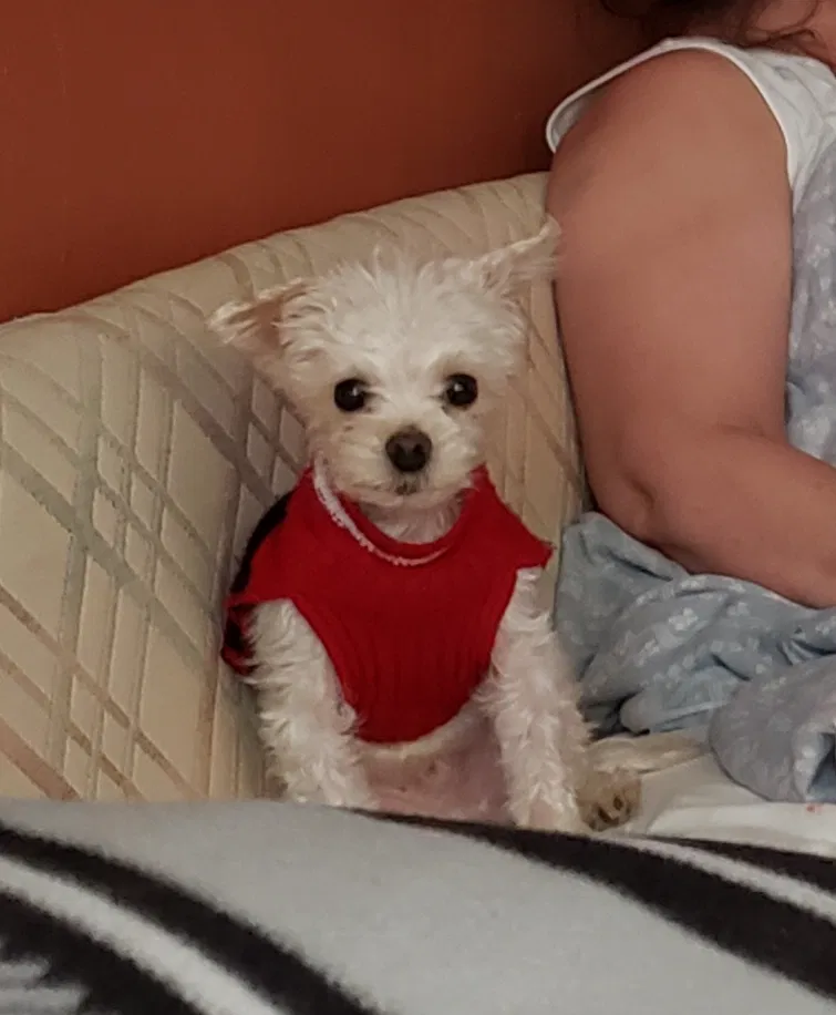 Lost dog in Denver, CO, 80229