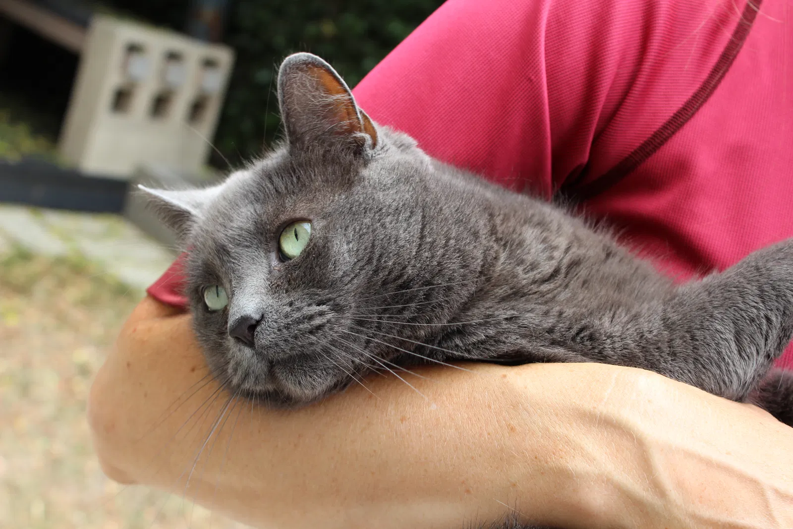 Lost cat in Irvine, CA, 92620