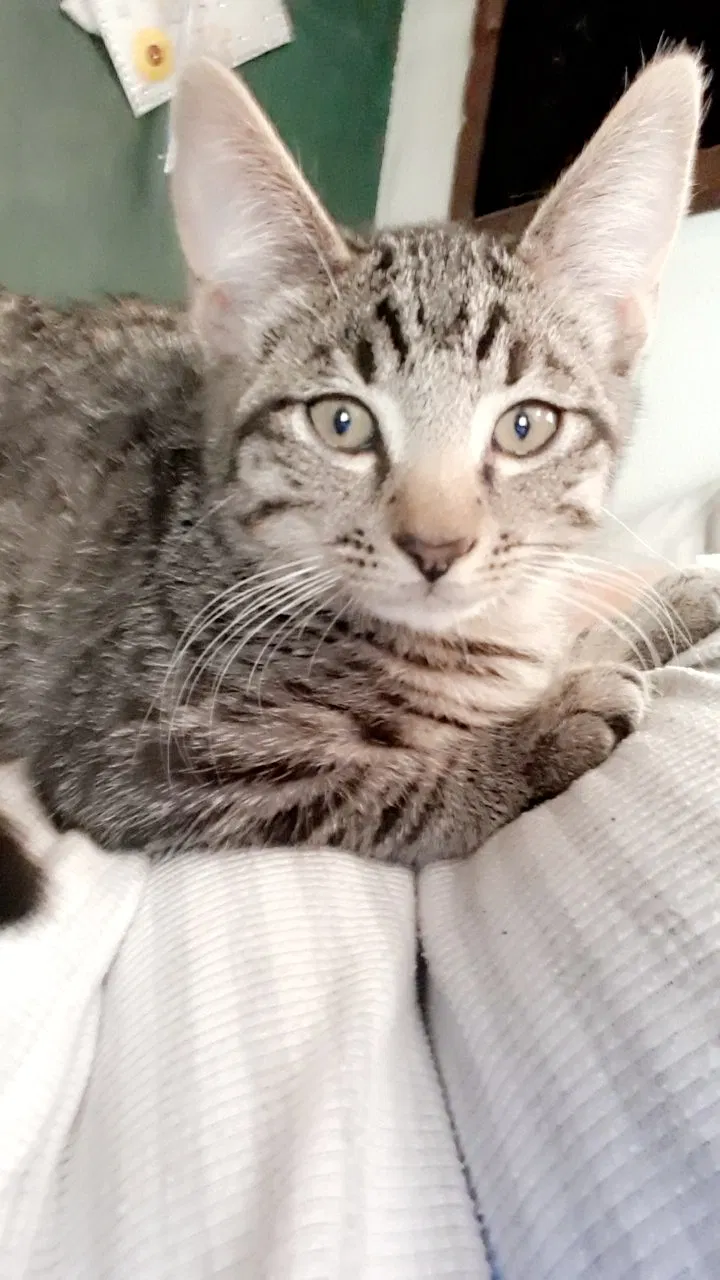 Lost cat in Tucson, AZ, 85706
