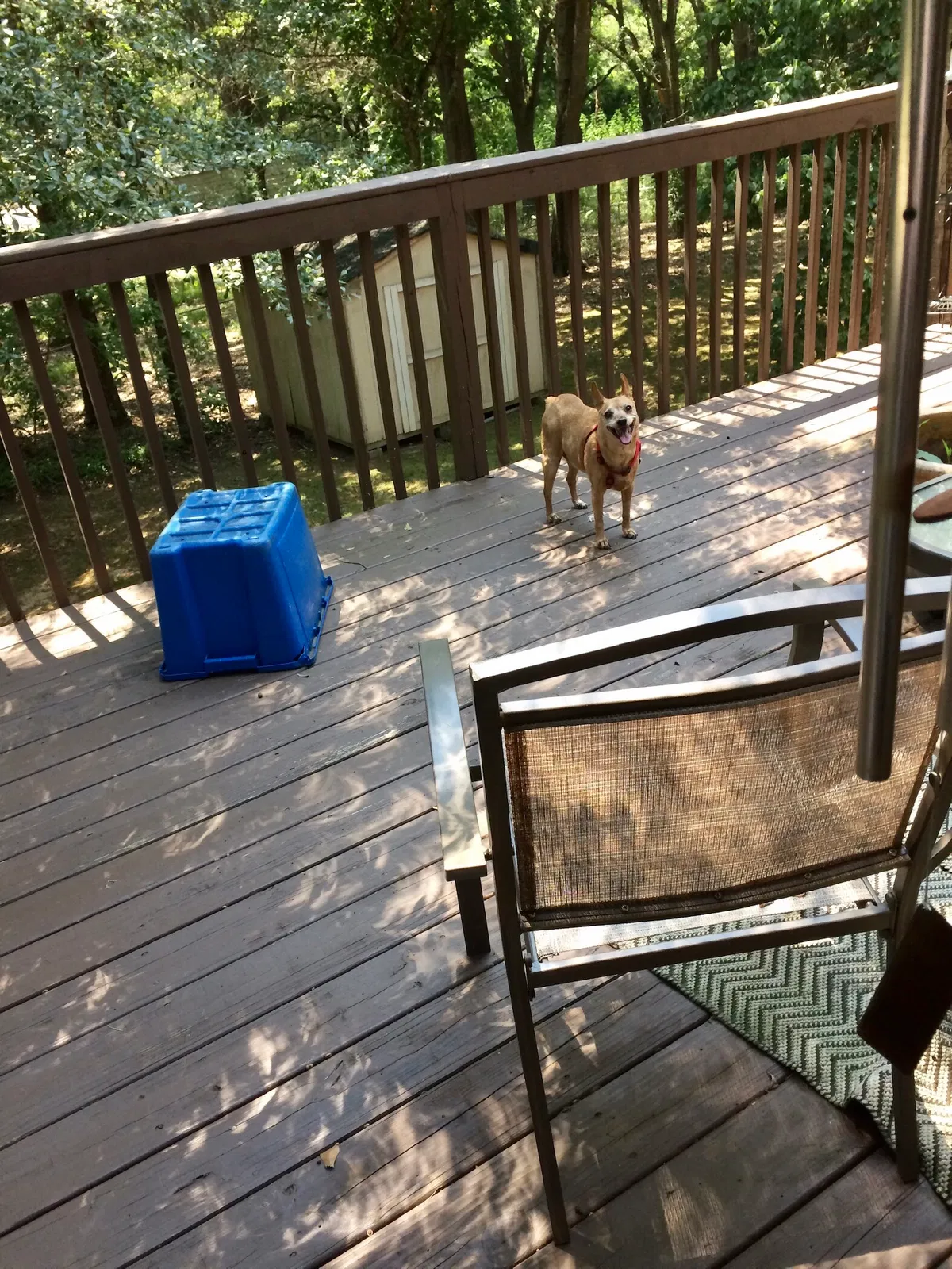 Lost dog in Calera, AL, 35040
