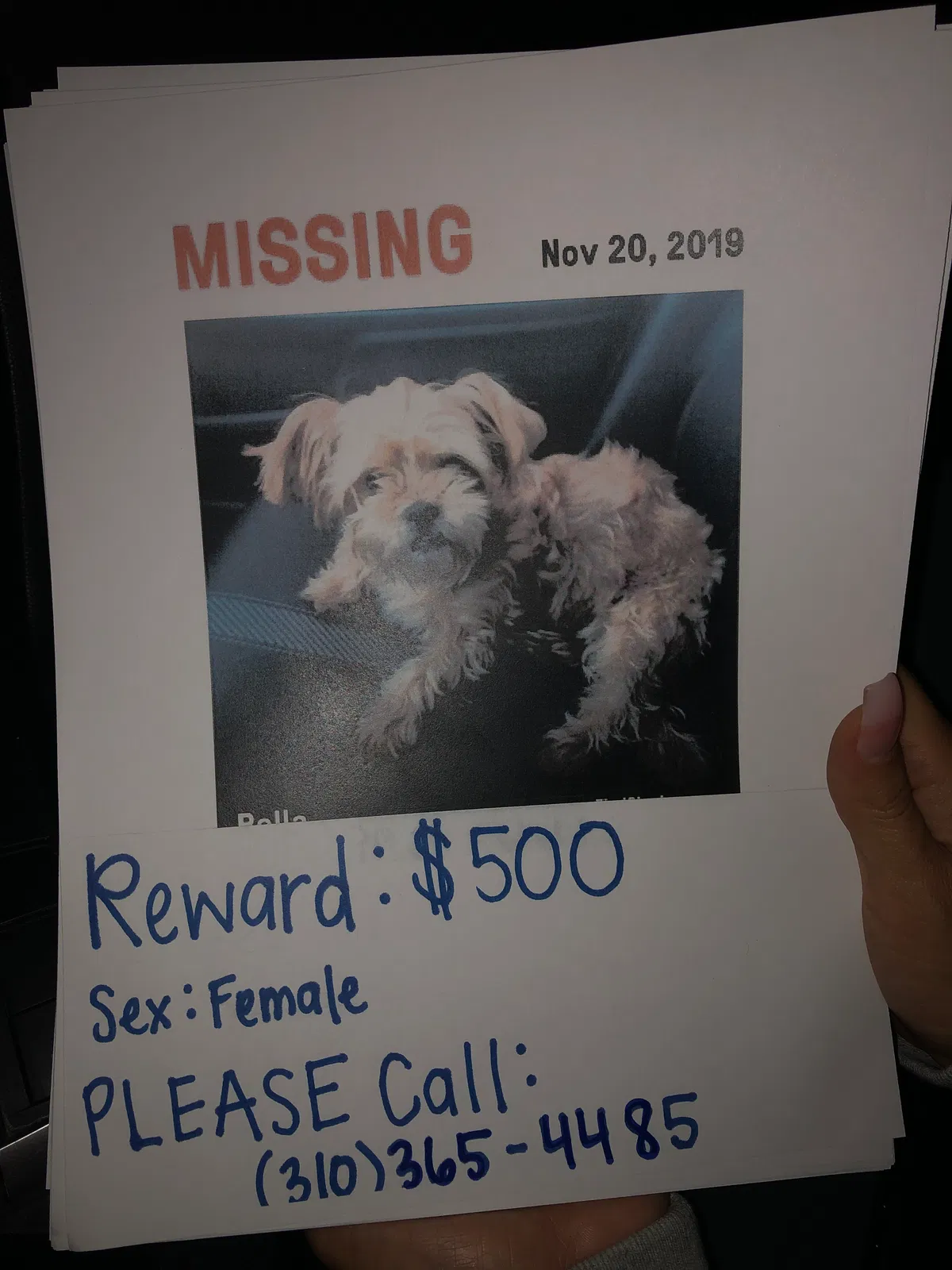 Lost dog in Carson, CA, 90745