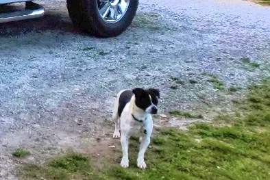 Lost dog in Hendersonville, NC, 28792