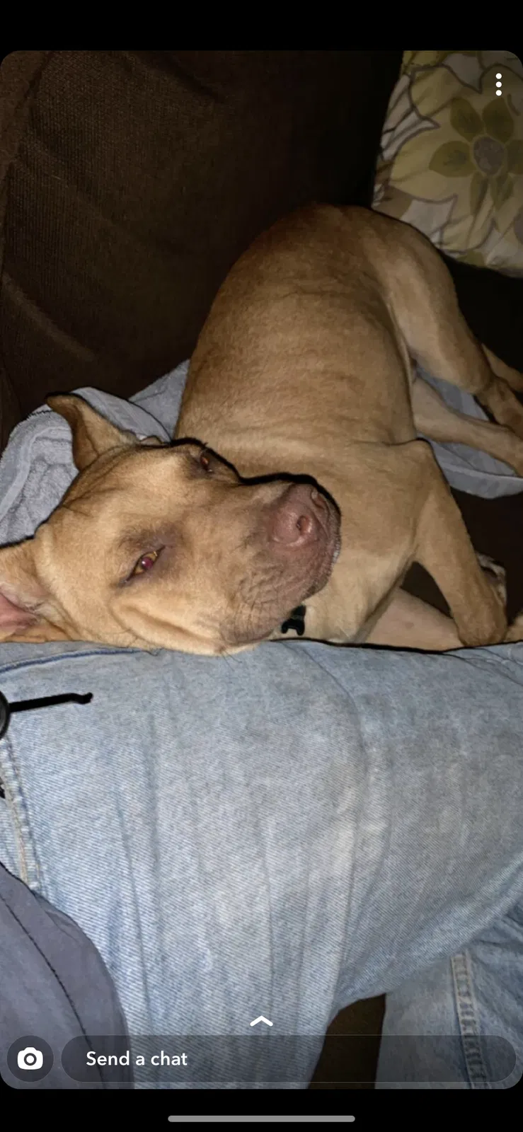 Lost dog in Alabaster, AL, 35007