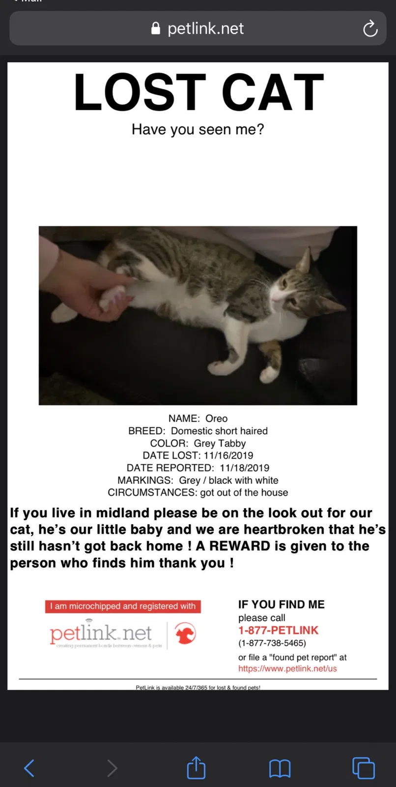 Lost cat in Midland, TX, 79703
