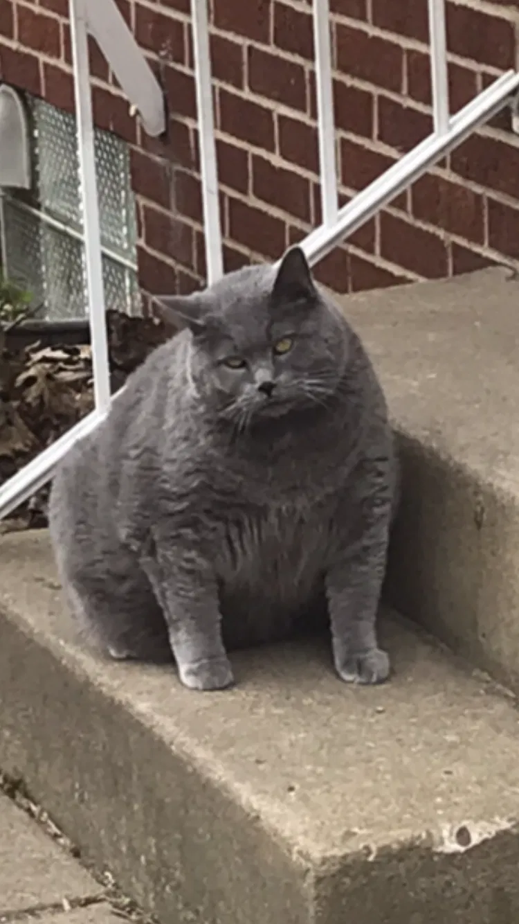 Lost cat in Canton, OH, 44718