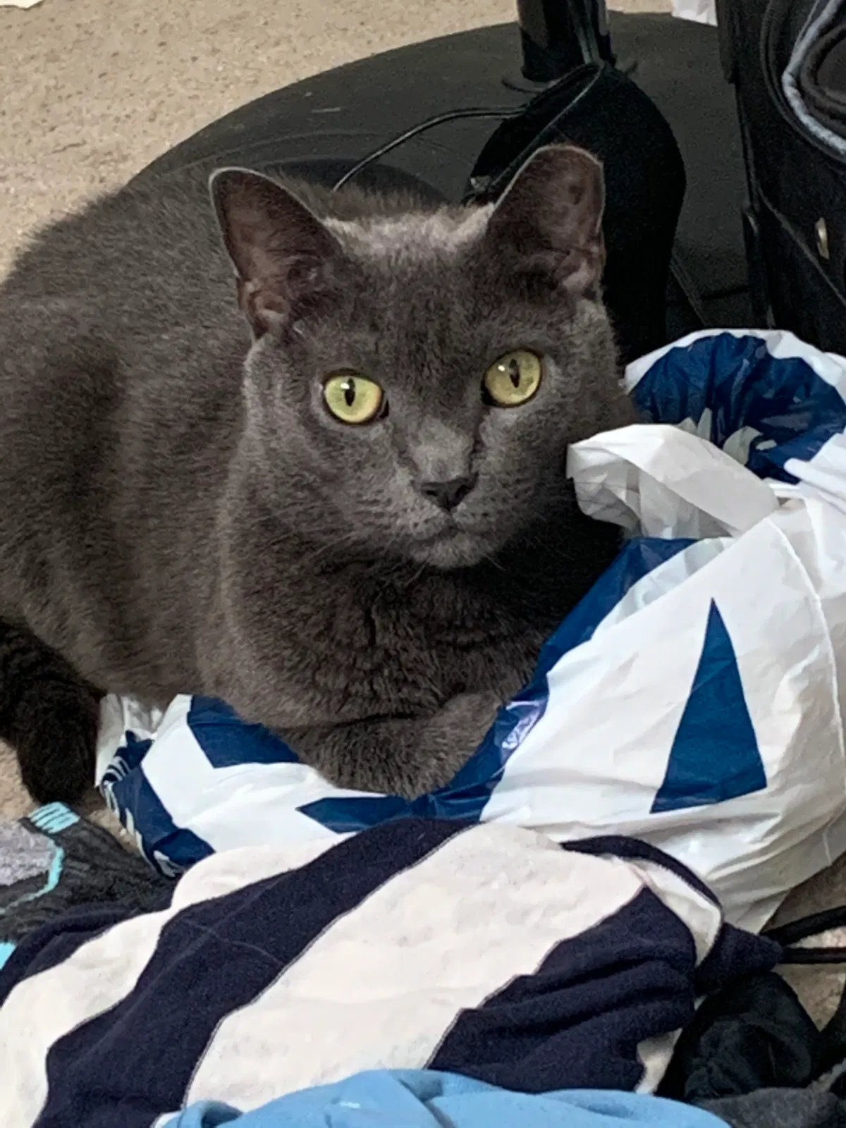 Lost cat in Richmond Hill, GA, 31324