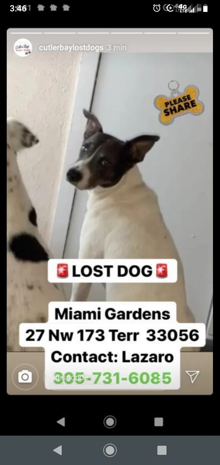 Lost dog in Miami Gardens, FL, 33056