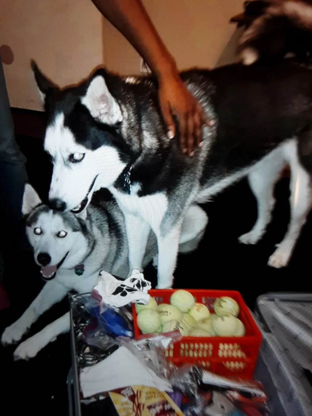 Lost dog in Katy, TX, 77449