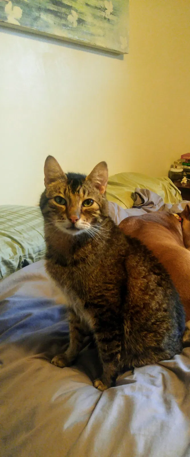 Lost cat in Portland, OR, 97225