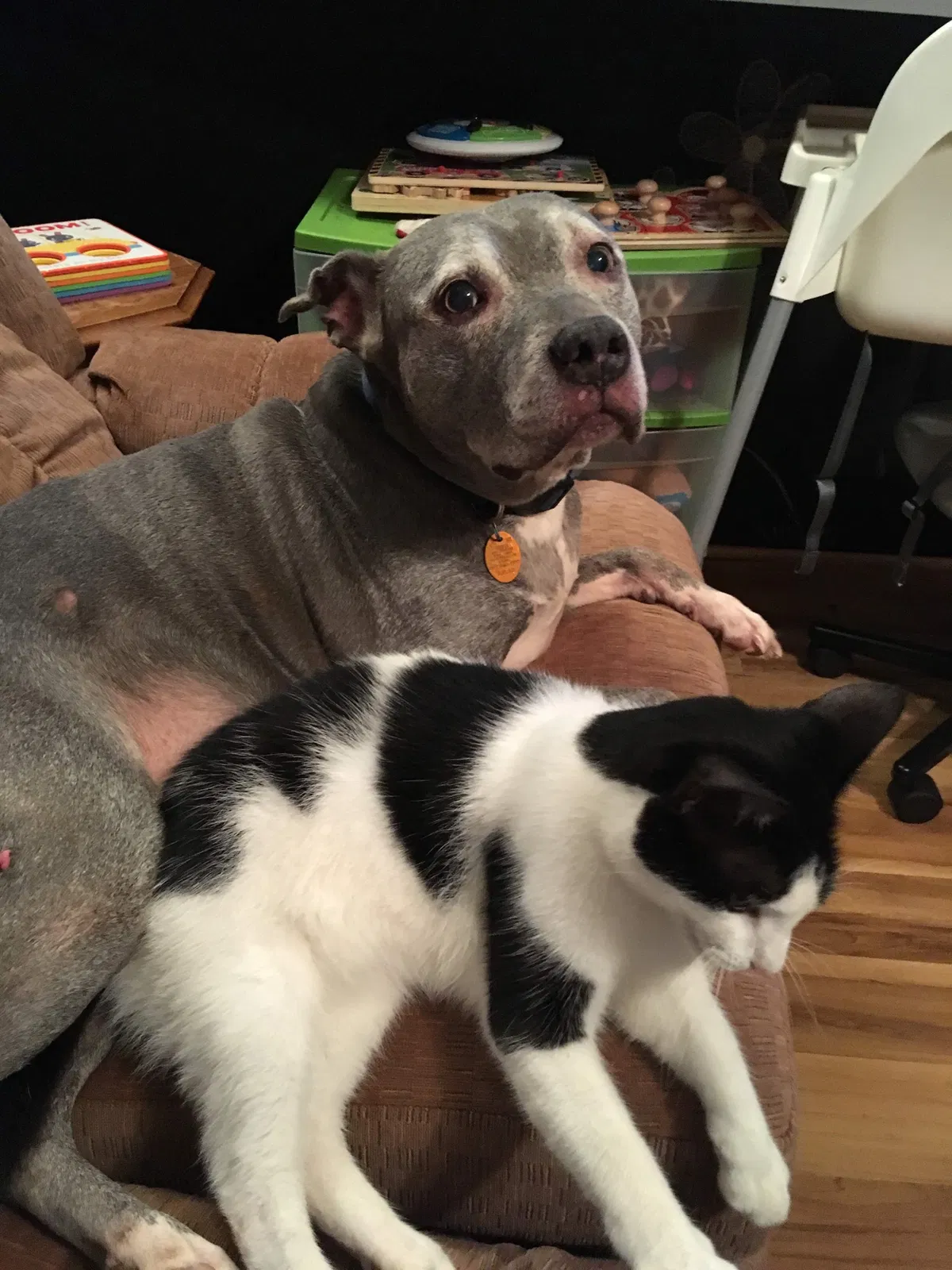 Lost cat in Landrum, SC, 29356