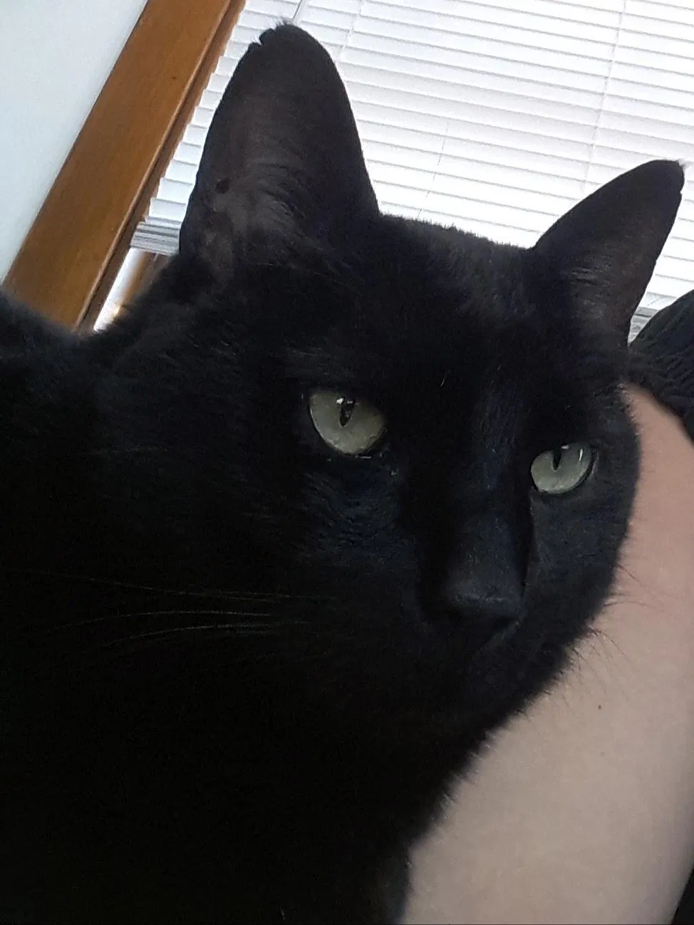 Lost cat in Chicago, IL, 60641