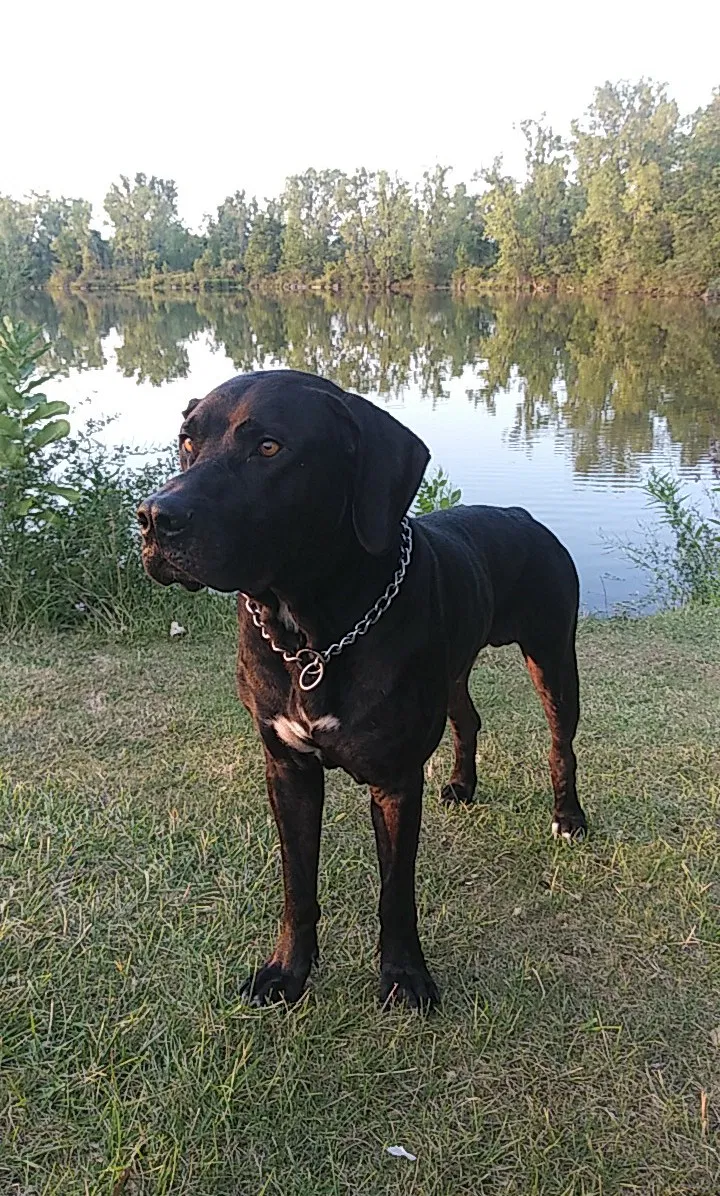 Lost dog in Flint, MI, 48507
