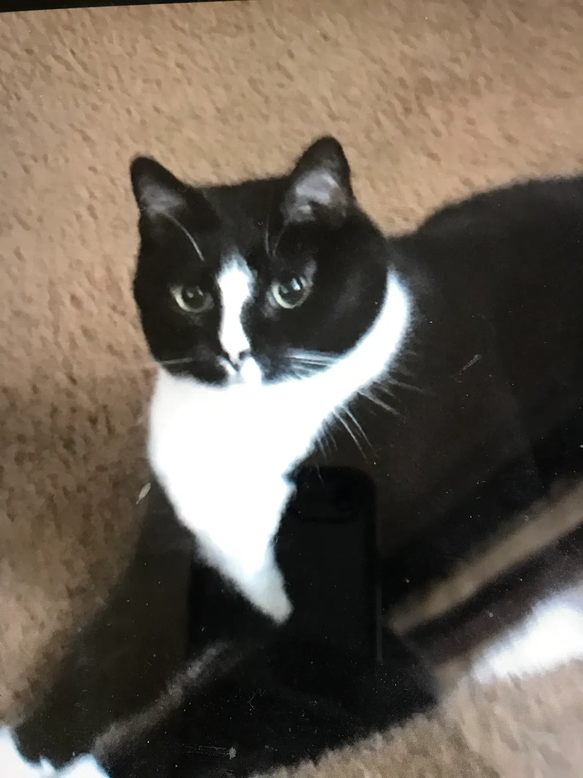 Lost cat in Des Moines, IA, 50317