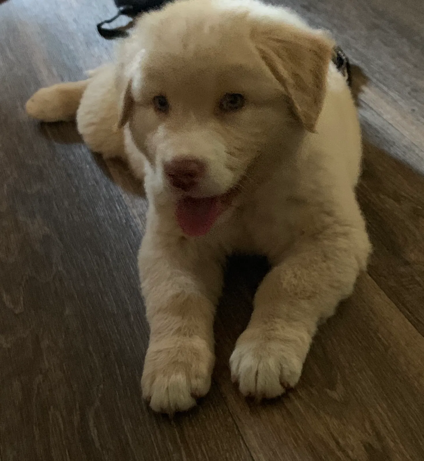 Lost dog in Fuquay Varina, NC, 27526