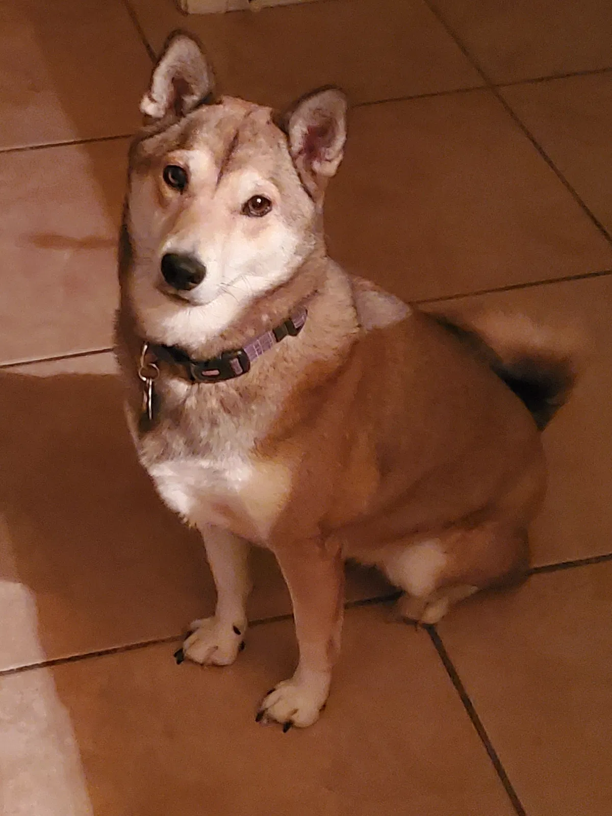 Lost dog in Scottsdale, AZ, 85257