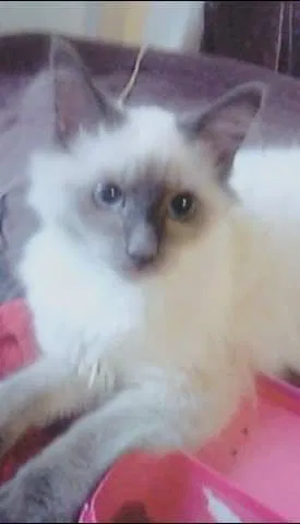 Lost cat in Pacolet, SC, 29372