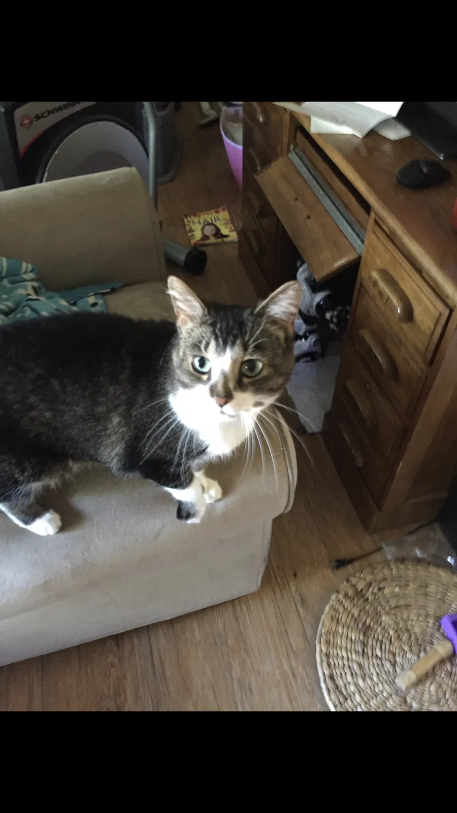 Lost cat in Lockport, NY, 14094