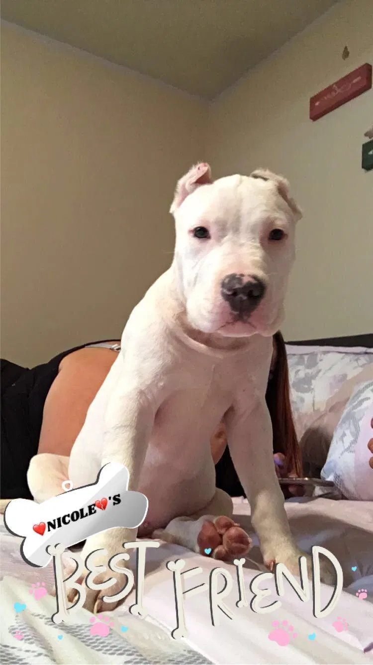 Lost dog in Clarksville, TN, 37042