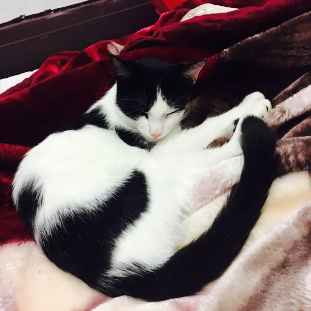 Lost cat in Buffalo, NY, 14213
