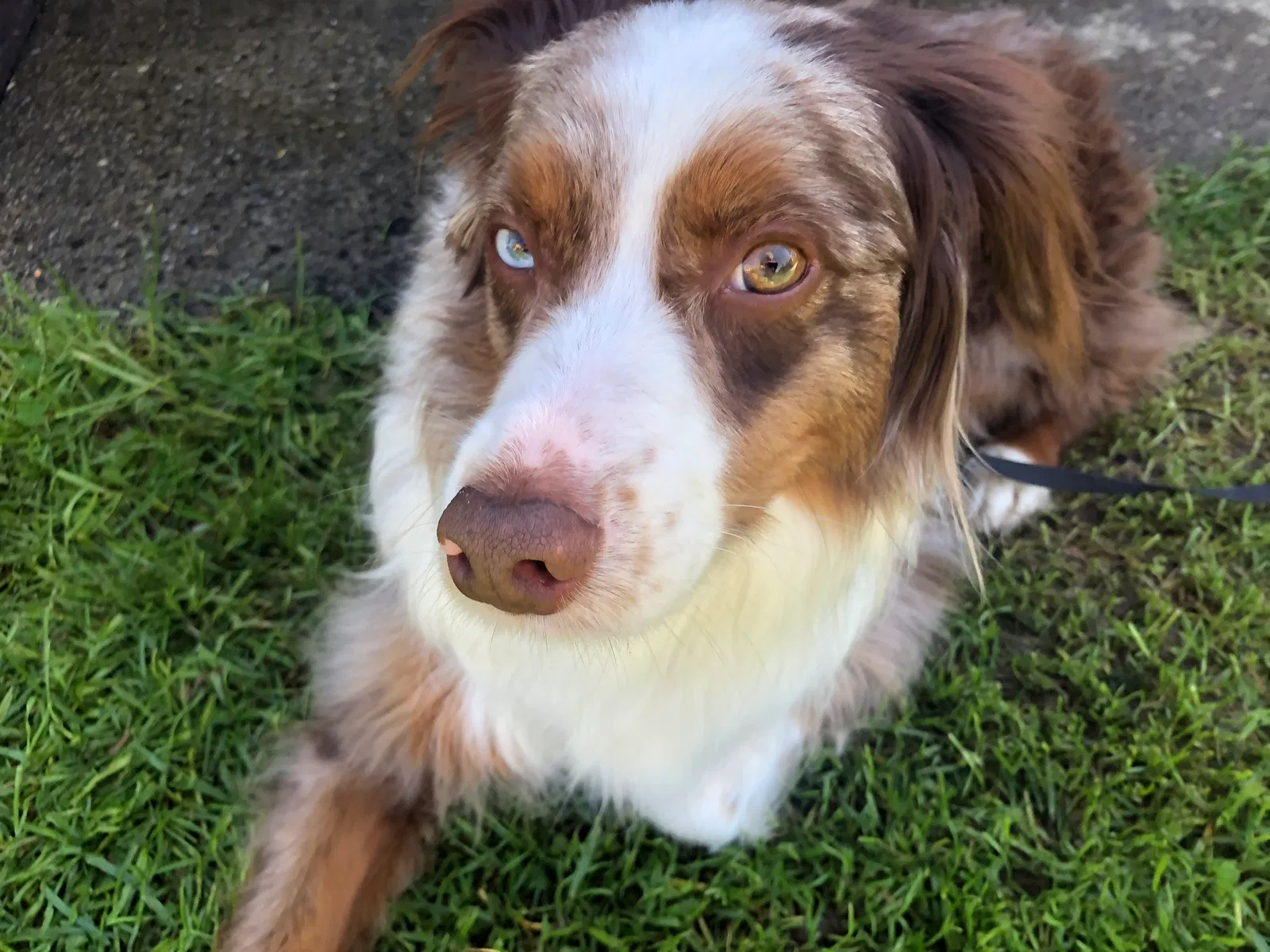 Lost dog in Bellevue, WA, 98006