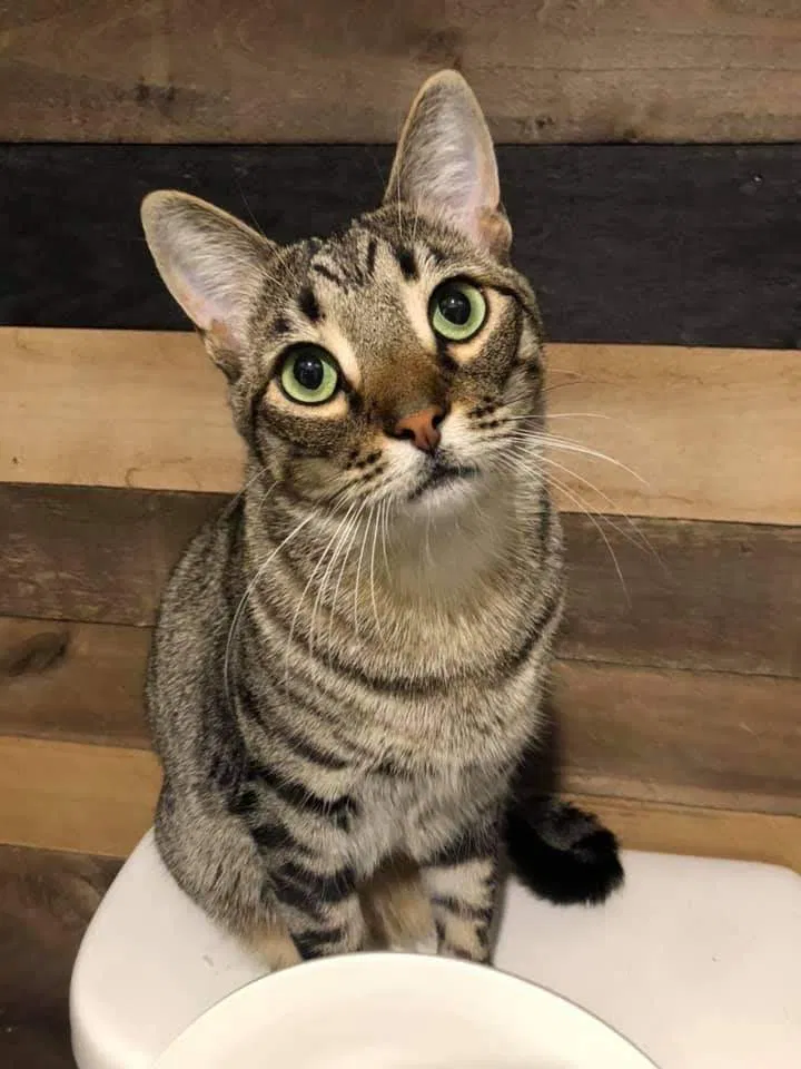 Lost cat in Manor, TX, 78653