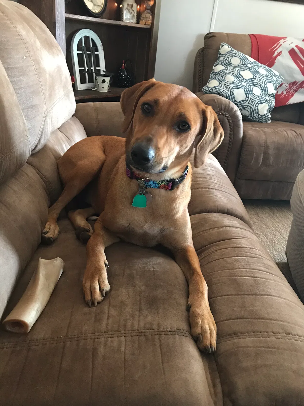 Lost dog in Elba, AL, 36323
