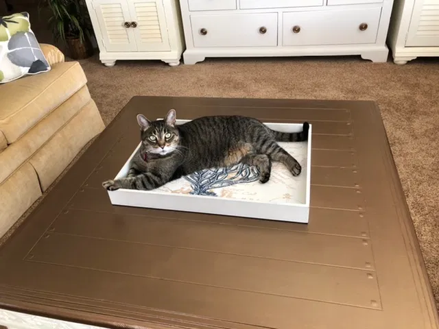 Lost cat in Punta Gorda, FL, 33950
