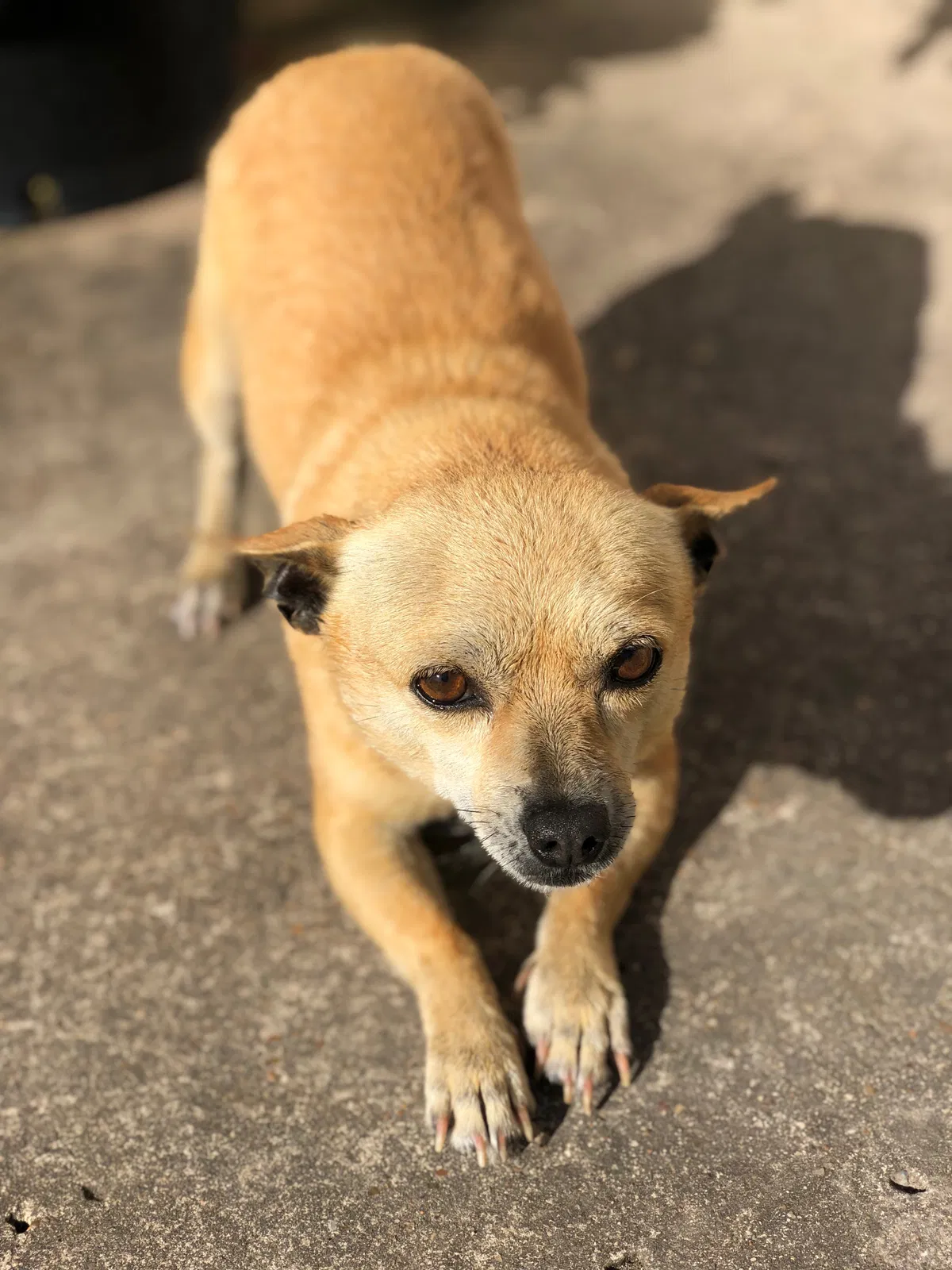 Lost dog in Brownsville, TX, 78526