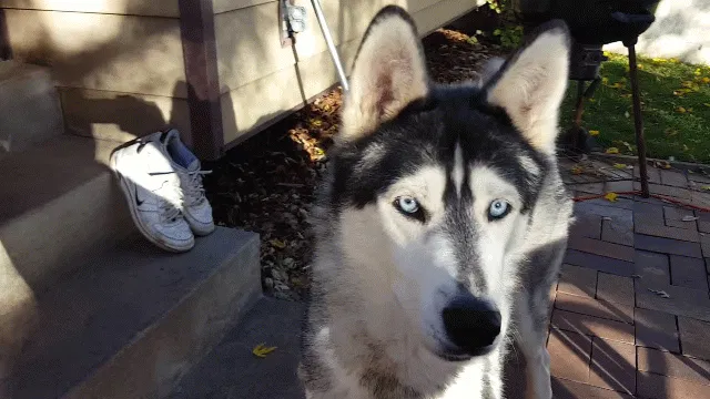 Lost dog in Ogden, UT, 84405