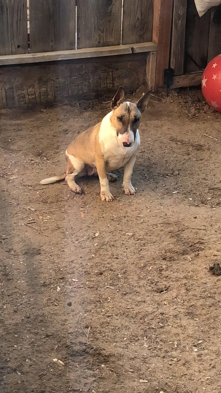 Lost dog in Atwater, CA, 95301