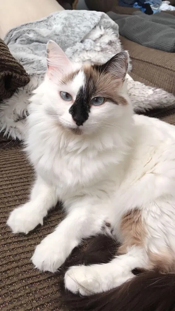 Lost cat in Greer, SC, 29651