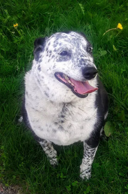 Lost dog in Auburn, WA, 98002