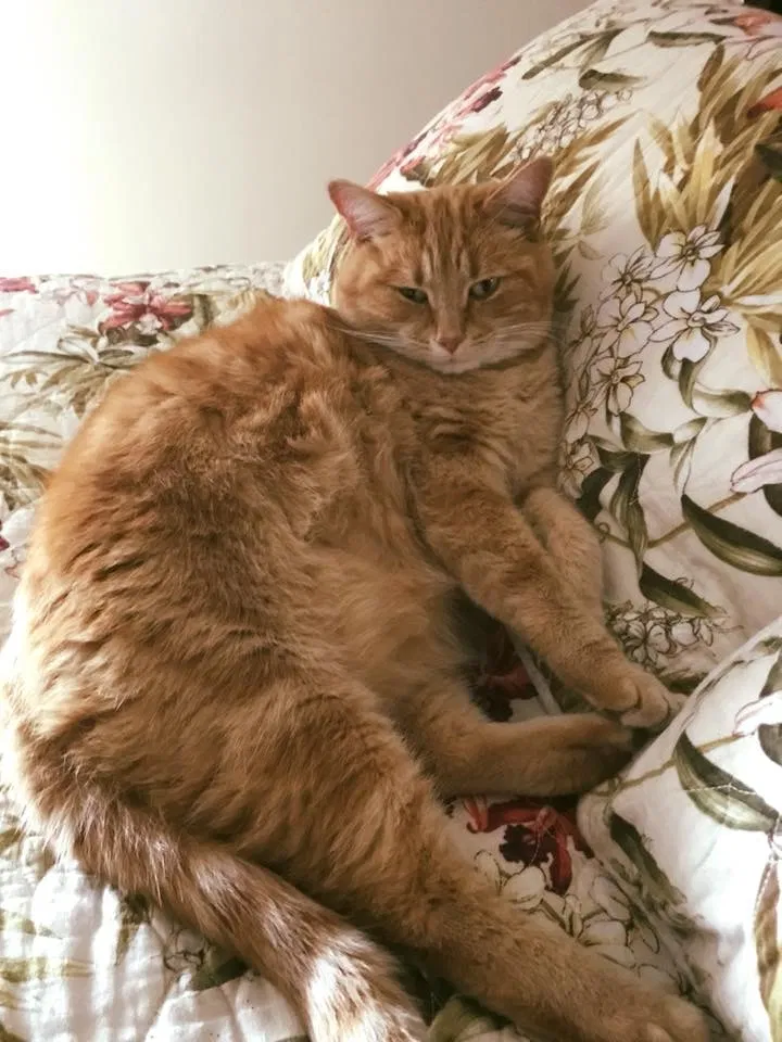 Lost cat in Commercial Point, OH, 43116