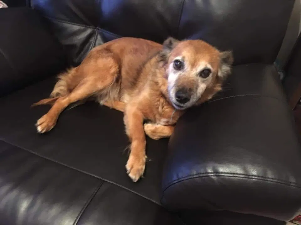 Lost dog in Fort Mitchell, AL, 36856