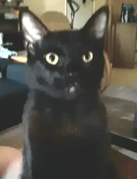 Lost cat in Arlington, WA, 98223