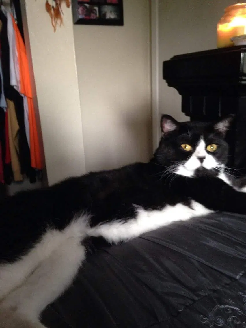 Lost cat in Kenner, LA, 70062