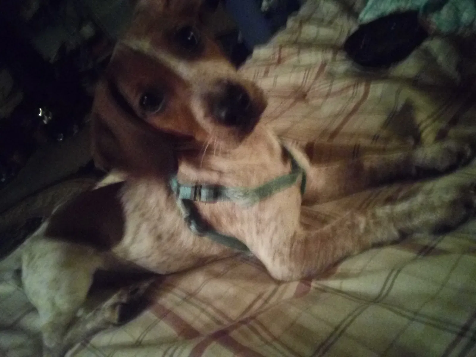Lost dog in Des Moines, IA, 50310