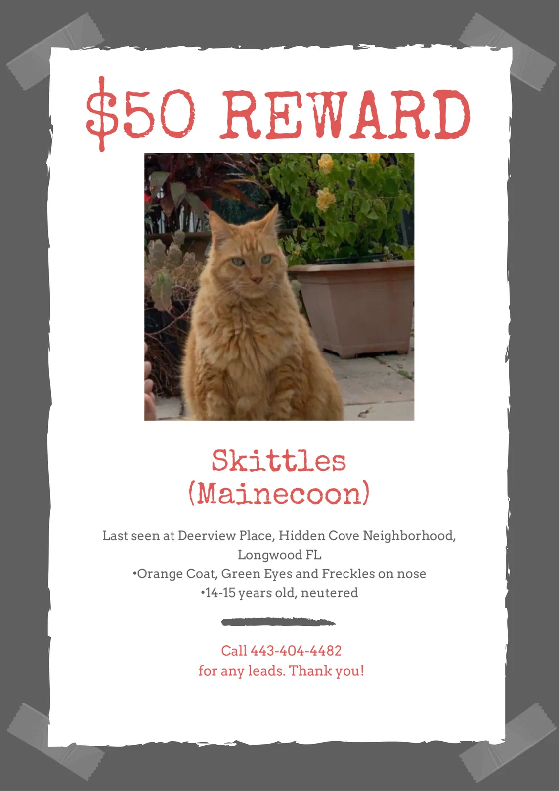 Lost cat in Longwood, FL, 32750