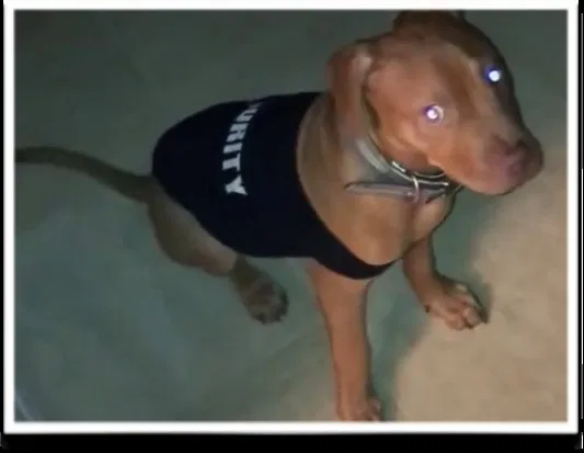Lost dog in Gainesville, FL, 32607