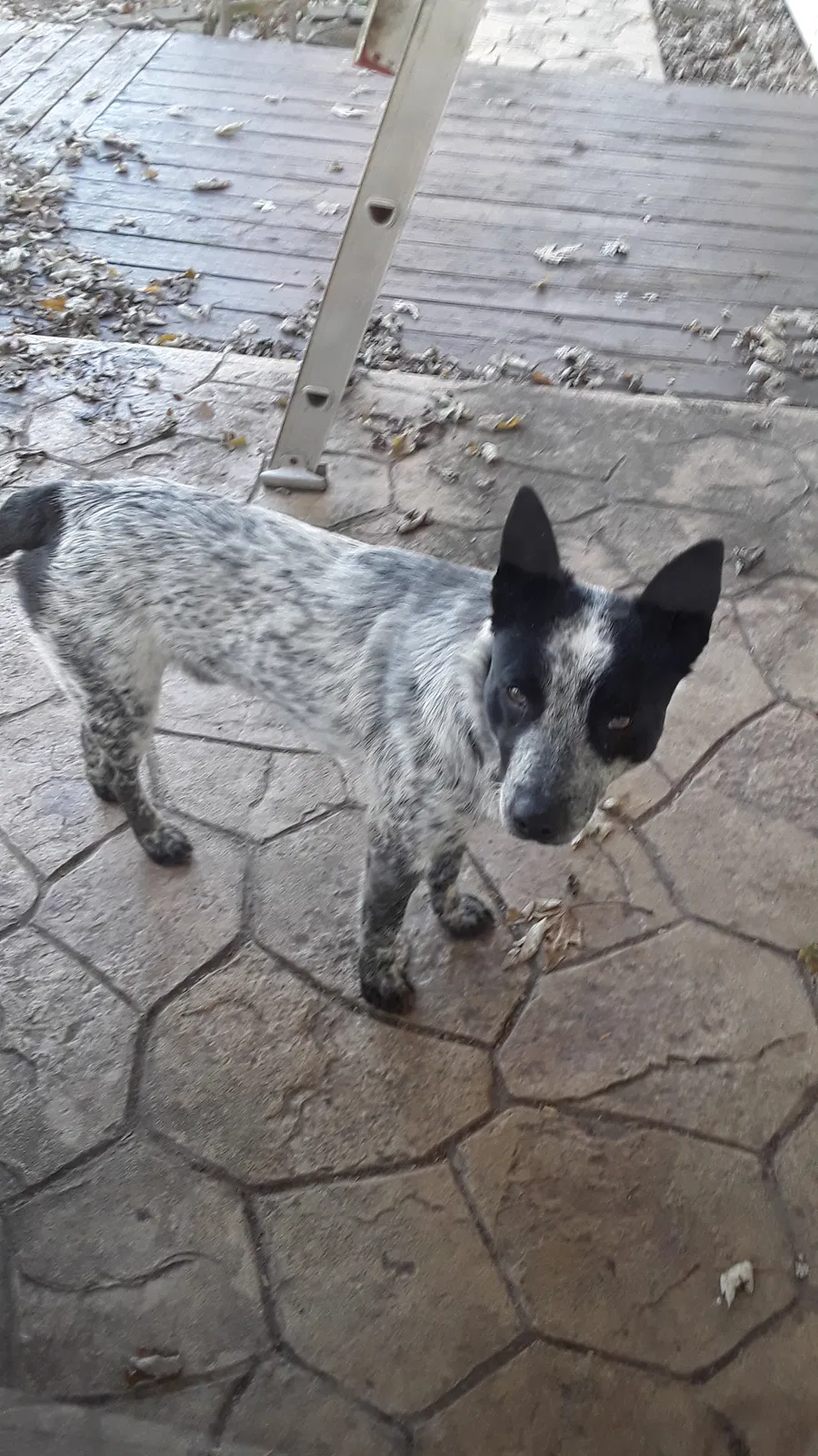 Found dog in Livingston, IL, 62058