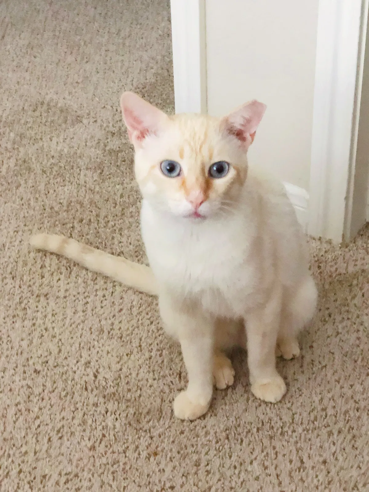 Lost cat in Cypress, TX, 77429