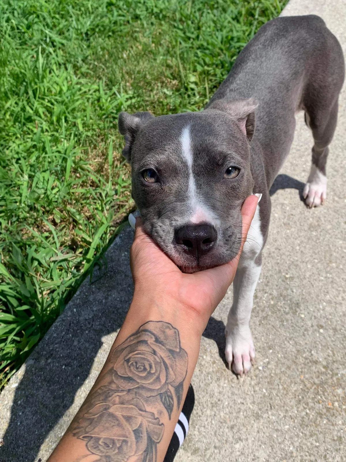 Lost dog in Norristown, PA, 19401