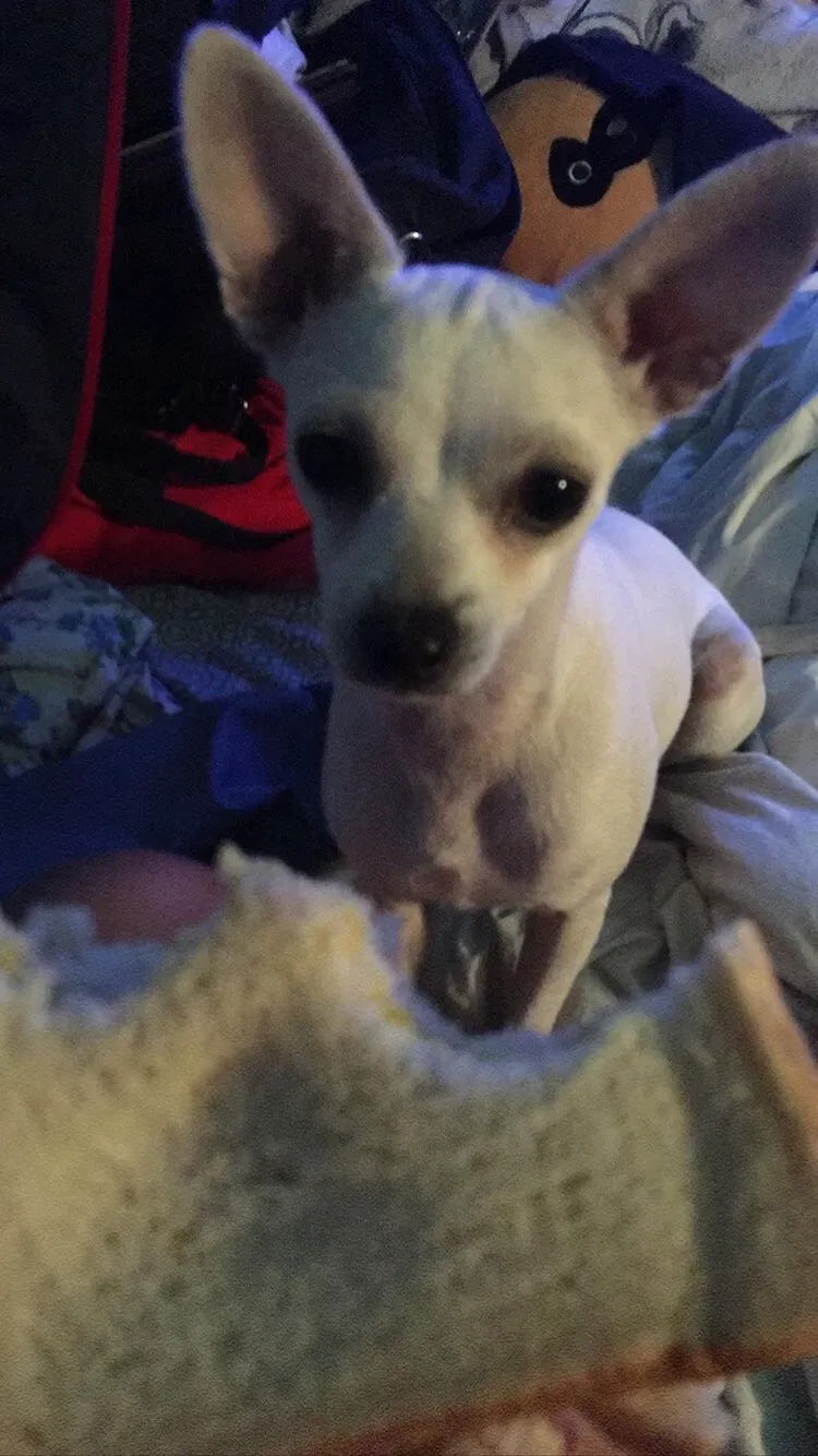 Lost dog in San Antonio, TX, 78213