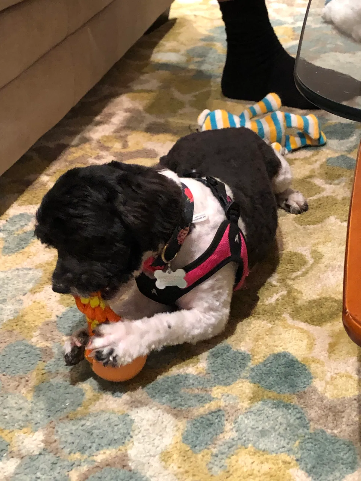 Lost dog in Staten Island, NY, 10312