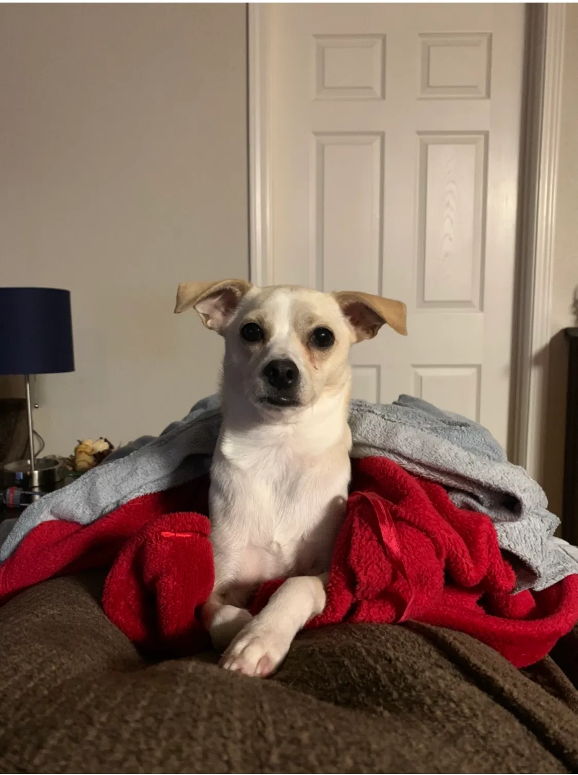 Lost dog in New Orleans, LA, 70114