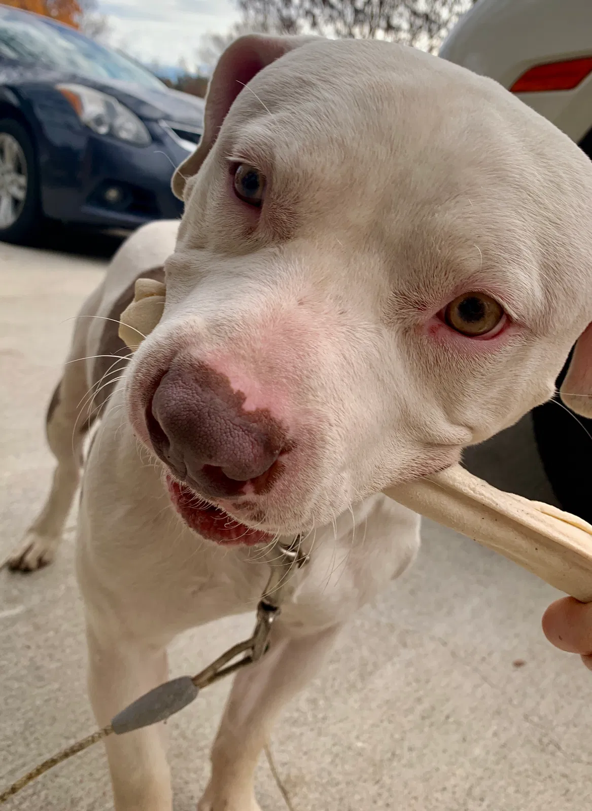 Found dog in Fort Worth, TX, 76133